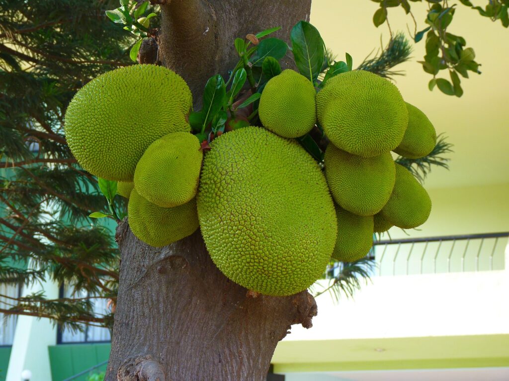 green jackfruit on the tree
